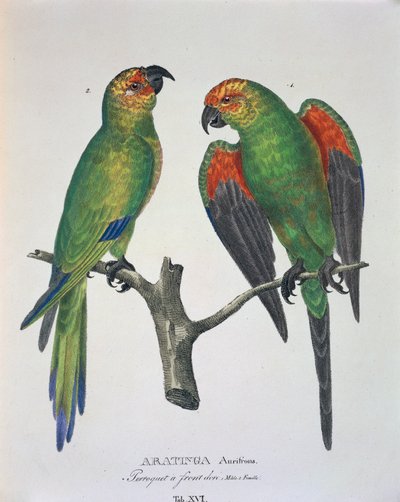 Aratinga Aurifrons (mannetje en vrouwtje), tafel XVI uit 
