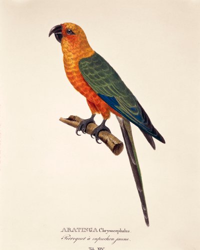 Aratinga Chrysocephalus, tafel XIV uit 