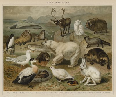 Arctische fauna door German School