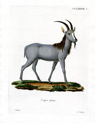 Argali door German School