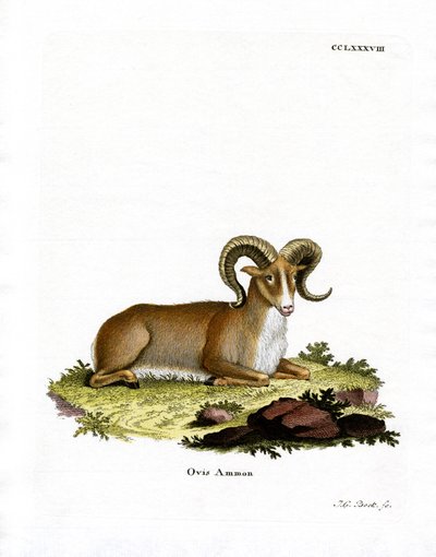 Argali door German School