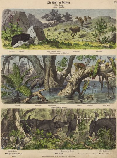 Azië: bergdieren en planten; overstroming in Oost-India; olifanten vangen in Ceylon door German School