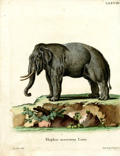 Aziatische Olifant door German School