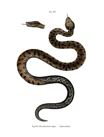 Asp Adder door German School