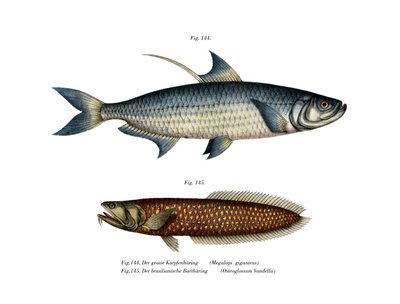 Atlantische Tarpon door German School