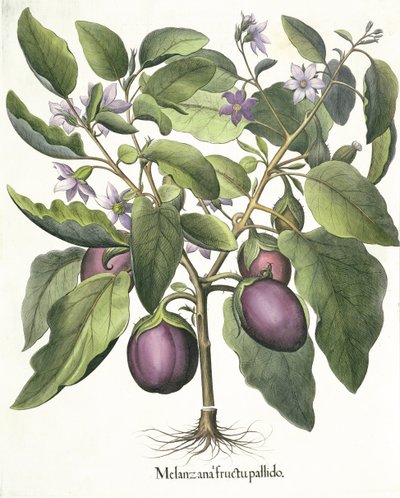Aubergine: Melanzana fructu pallido, uit de Hortus Eystettensis door Basil Besler (1561-1629), uitgegeven 1613 door German School