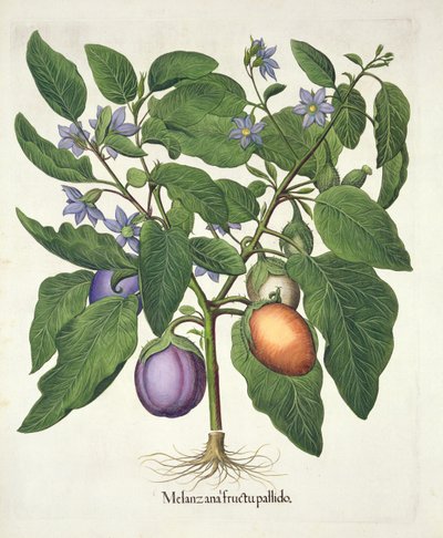 Aubergine: Melanzana fructu pallido, uit de Hortus Eystettensis door Basil Besler (1561-1629), pub. 1613 door German School
