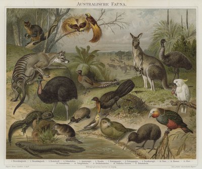 Australaziatische fauna door German School