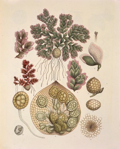 Azolla (waterplanten), tafel LXXIV uit 