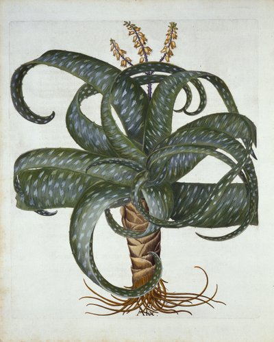 Barbados Aloë, uit Hortus Eystettensis, door Basil Besler, 1613 door German School