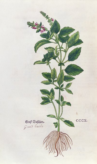 Basilicum, een botanische plaat uit het Herbarium door Leonhart Fuchs (1501-66), gepubliceerd in Basel, 1543 door German School