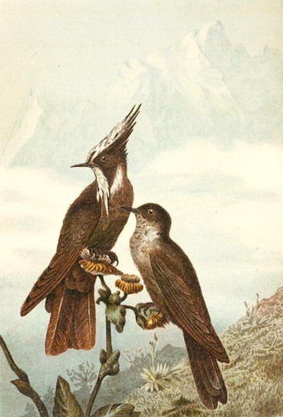 Baardhelmkuifjes, plaat uit "Brehms Tierleben: Allgemeine Kunde des Tierreichs", deel 4, p. 675, uitgegeven door Bibliographisches Institut door German School