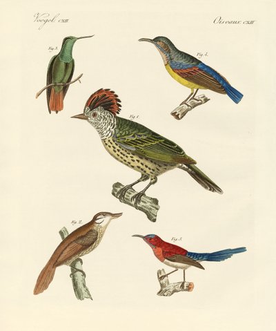 Mooie en vreemde vogels door German School