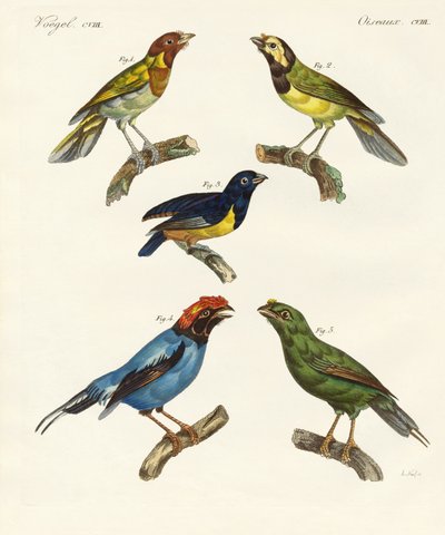 Mooie buitenlandse vogels door German School