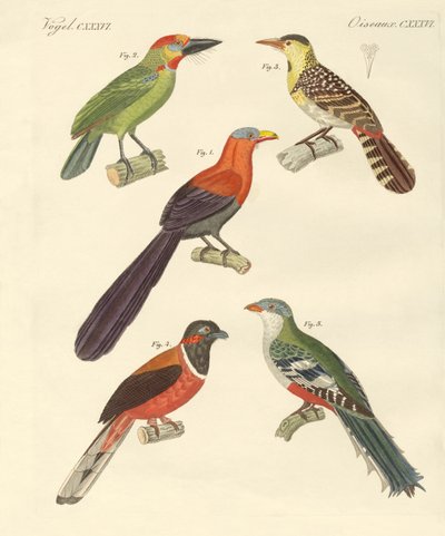 Mooie buitenlandse vogels door German School