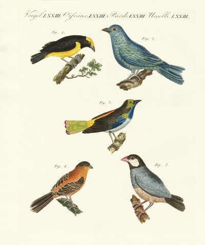 Mooie buitenlandse vogels door German School