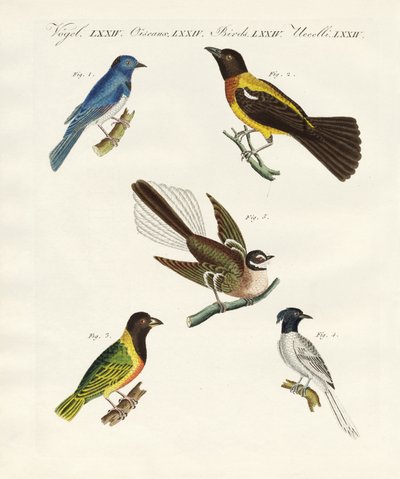 Mooie vreemde vogels door German School