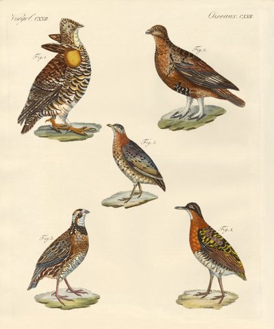 Mooie kipachtige vogels door German School