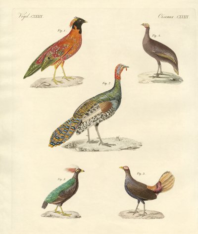 Mooie kipachtige vogels door German School