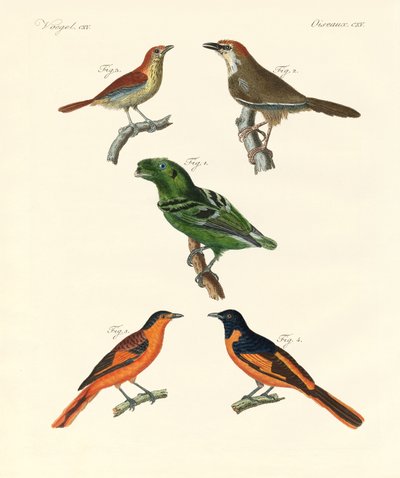 Mooie en vreemde buitenlandse vogels door German School