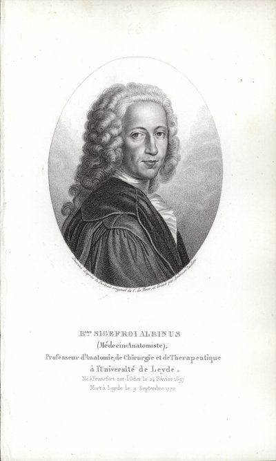 Bernhard Siegfried Albinus door German School
