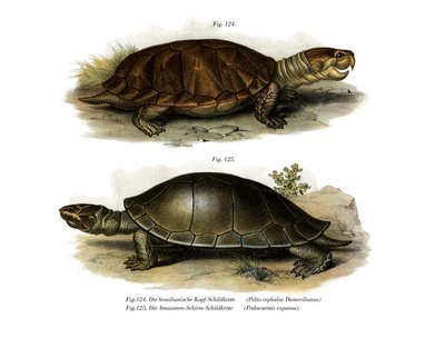 Grootkoppige Amazone-rivierschildpad door German School
