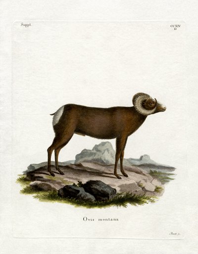 Bighorn schaap door German School