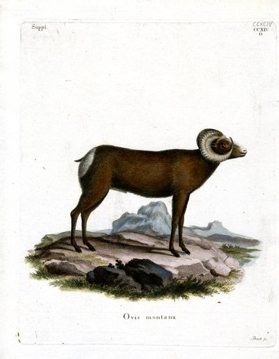 Bighorn schaap door German School