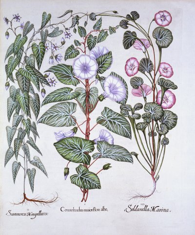 Winde, Hondsbane en Zeewinde, uit Hortus Eystettensis, door Basil Besler, 1613 door German School