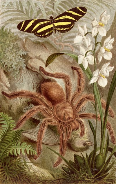 Vogelspin, plaat uit Brehms Tierleben: Allgemeine Kunde des Tierreichs, vol.9, p.698, gepubliceerd door Bibliographisches Institut, 1892 door German School