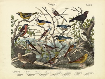 Vogels, c.1860 door German School