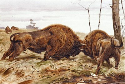 Bizon, plaat uit 