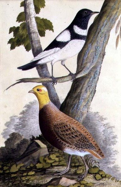 Zwartkeel lijster (Turdus ruficollis) en patrijs (Perdix perdix), ca. 1740 door German School