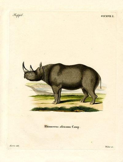 Zwarte neushoorn door German School