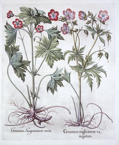 Bloedooievaarsbek en Grootwortelooievaarsbek, uit Hortus Eystettensis, door Basil Besler, 1613 door German School