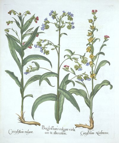 Blauwe Alkanet en Twee Soorten Hondenstong, uit Hortus Eystettensis, door Basil Besler, gepubliceerd 1613 door German School