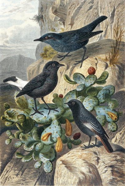 Blauwe Rotslijster, Zwarte Tapuit en Roodstaart, plaat uit "Brehms Tierleben: Allgemeine Kunde des Tierreichs", deel 4, p. 57, uitgegeven door Bibliographisches Institut door German School