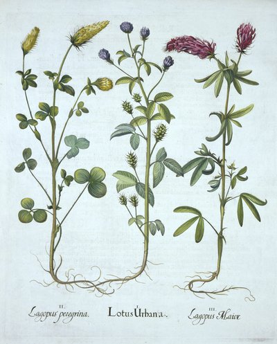 Blauwe Troginella, Gele Klaver, Rode Houtklaver, uit Hortus Eystettensis, door Basil Besler, gepubliceerd 1613 door German School