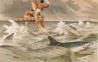 Blauwe haai, plaat uit Brehms Tierleben: Allgemeine Kunde des Tierreichs, vol.8, p.438, uitgegeven door Bibliographisches Institut, 1892 door German School