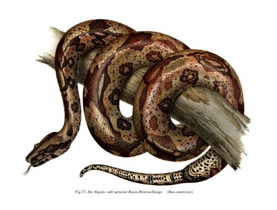Boa constrictor door German School