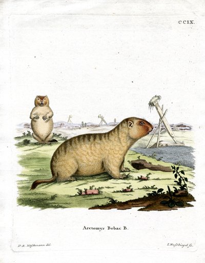 Bobakmarmot door German School