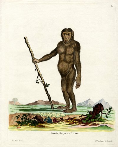 Borneose Orang-Oetang door German School