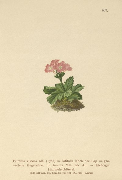Breedbladige Sleutelbloem (Primula viscosa, Primula latifolia, Primula hirsuta) door German School