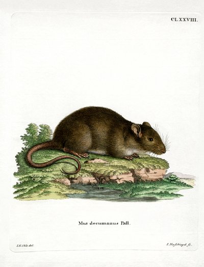 Bruine Rat door German School