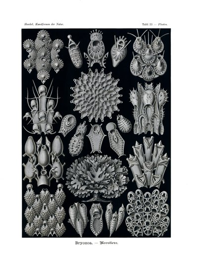 Bryozoa door German School