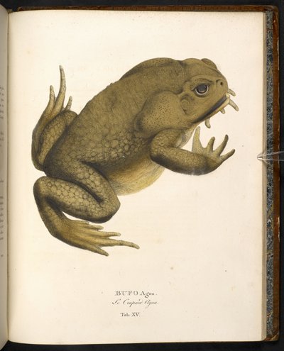 Bufo auga, de rietpad of reuzenpad, uit 