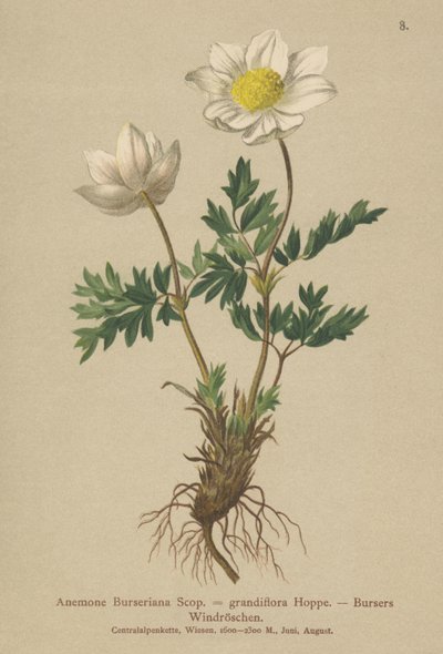 Bursers Anemoon (Anemone Burseriana, Anemone grandiflora) door German School