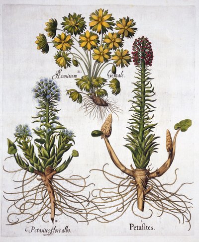 Groot Hoefblad en Winterakoniet, uit Hortus Eystettensis, door Basil Besler, 1613 door German School