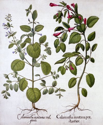 Kalmoes, uit Hortus Eystettensis, door Basil Besler, gepubliceerd 1613 door German School
