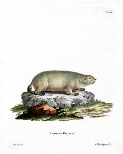 Canadese Marmot door German School